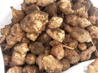 돼지감자 재배 종구 선택 배수로 만들기 수확 건조_30