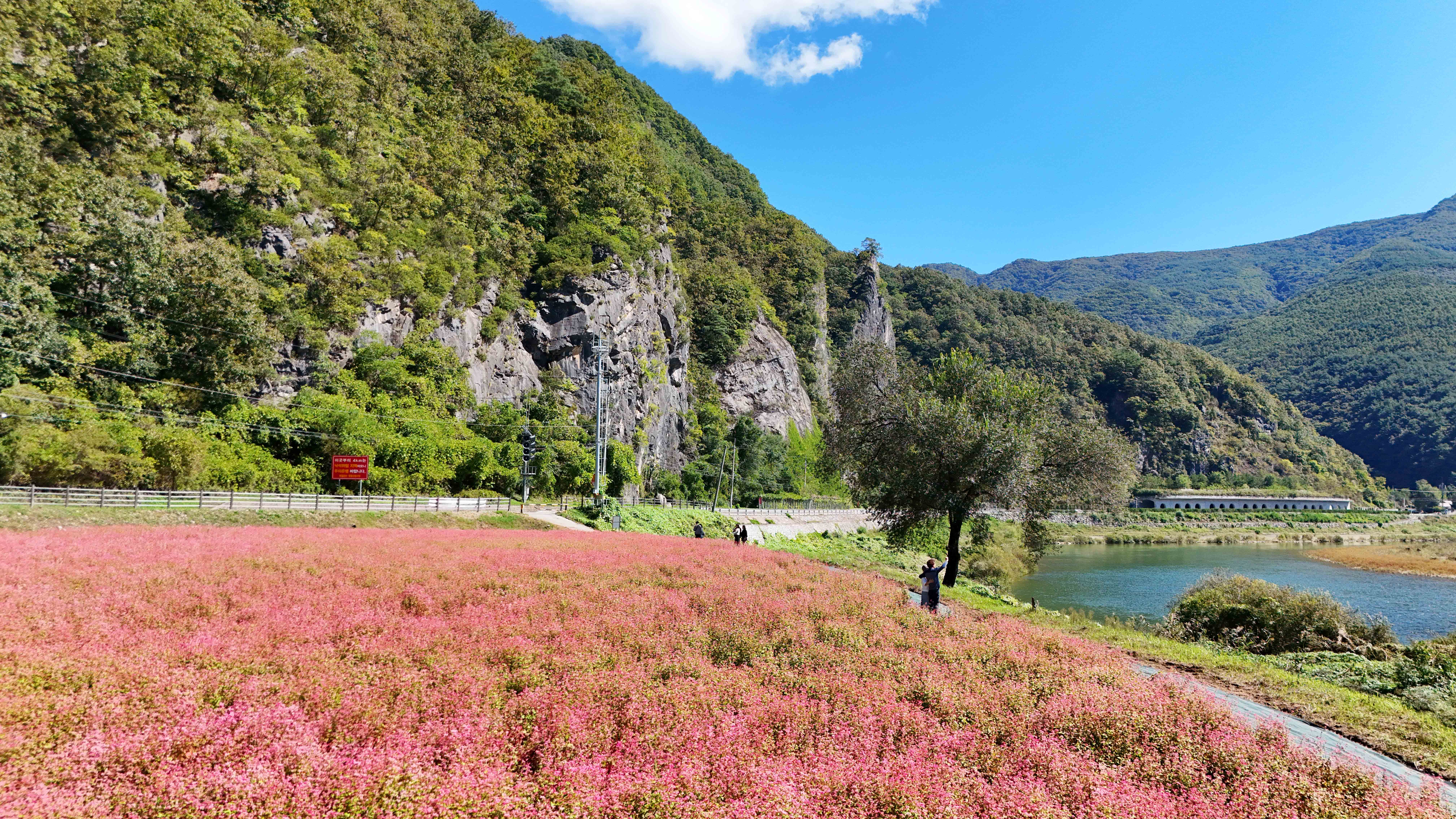 영월 동강 붉은 메밀꽃 축제 홍메밀축제