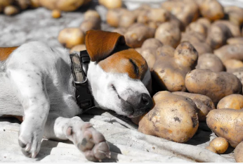강아지와 감자/출처:어도비스톡