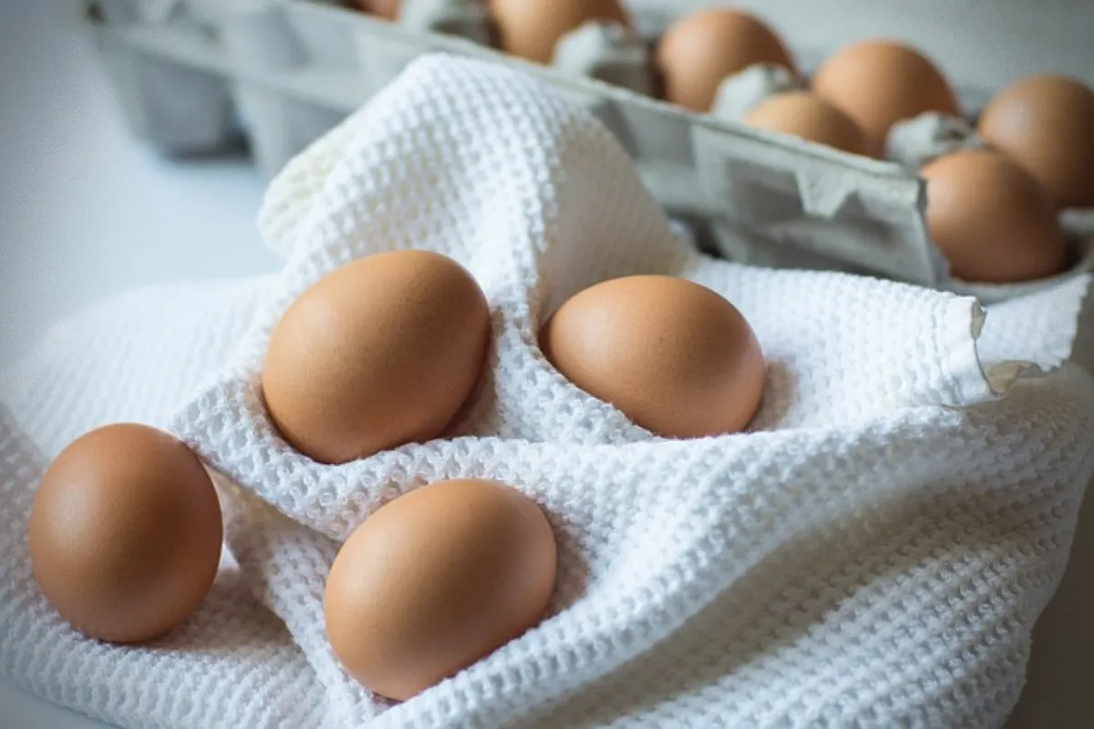 고양이가-먹으면-안-되는-위험한-음식-계란흰자-헝겁과-계란들