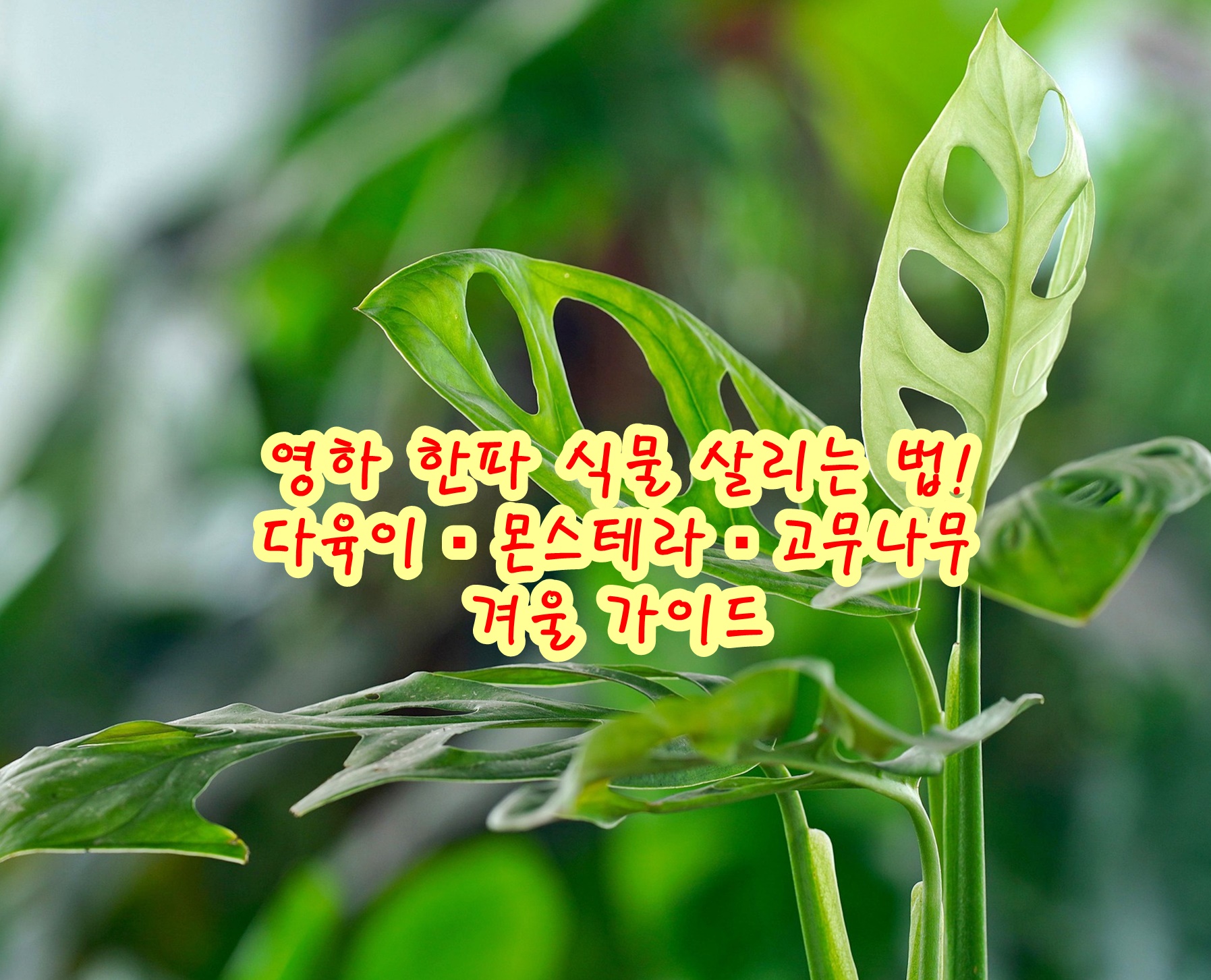 영하 한파 식물 살리는 법! 다육이&middot;몬스테라&middot;고무나무 겨울 가이드