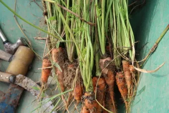 쪽마늘 재배 파종 깊이 흑비닐 피복 월동 준비_14