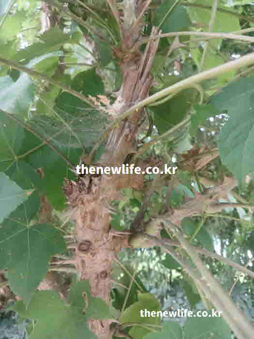 음나무 요리 먹는 법