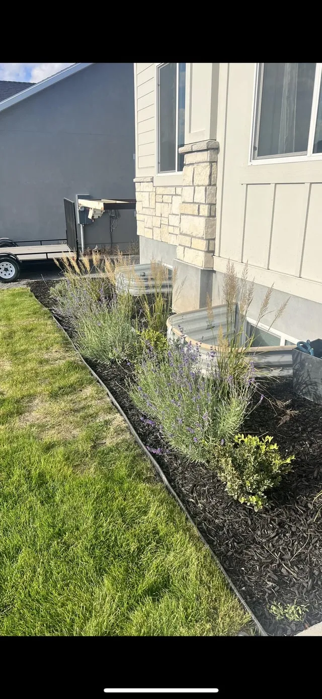 라벤더 재배 배수 확보 햇빛 관리 향 오래 유지_4