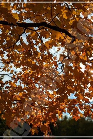 주황빛으로 아름답게 물든 담양 메타세쿼이아 가로수길을 걷는 여행자 