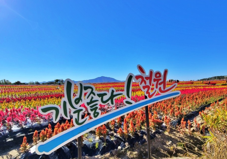 철원 고석정 꽃축제 이미지