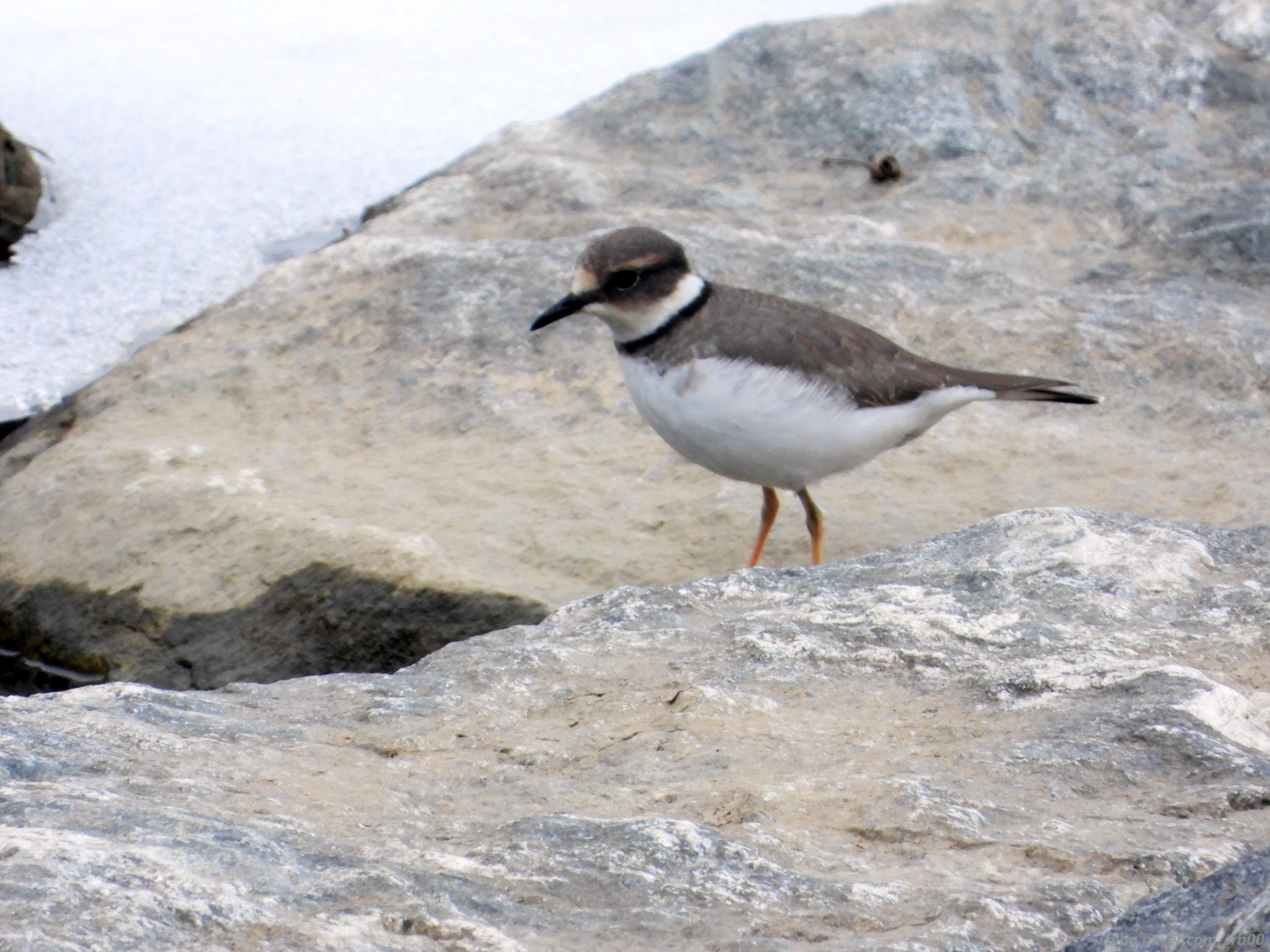 흰목물떼새, 갯벌 위의 마지막 경계자