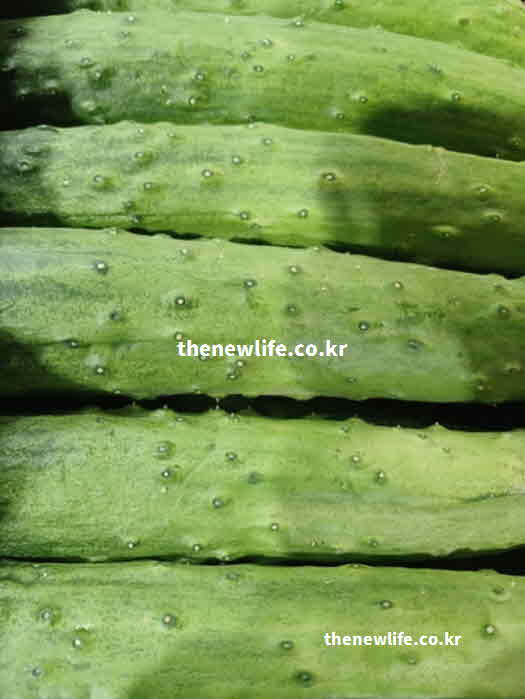 오이 효능 체온 조절 칼륨 성분