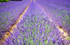 포천 허브아일랜드 라데봄축제