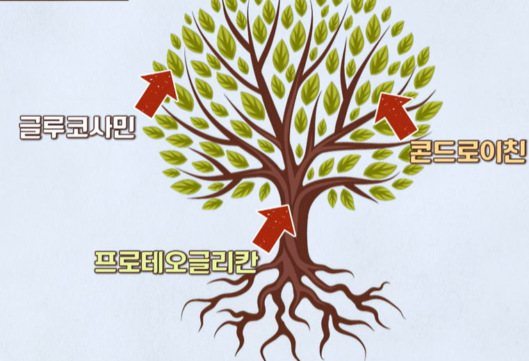 프로테오글리칸이란