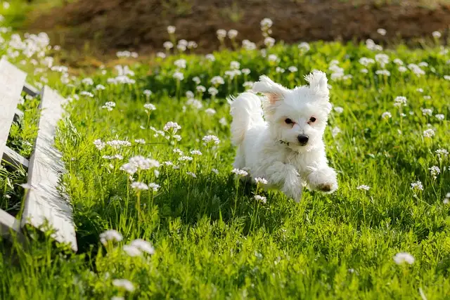 사랑스러운 말티즈! 성격&amp;#44; 관리법&amp;#44; 건강까지 한눈에 보기