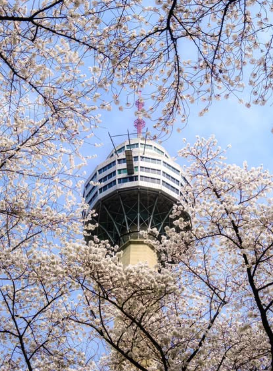 대구 이월드 벚꽃 축제