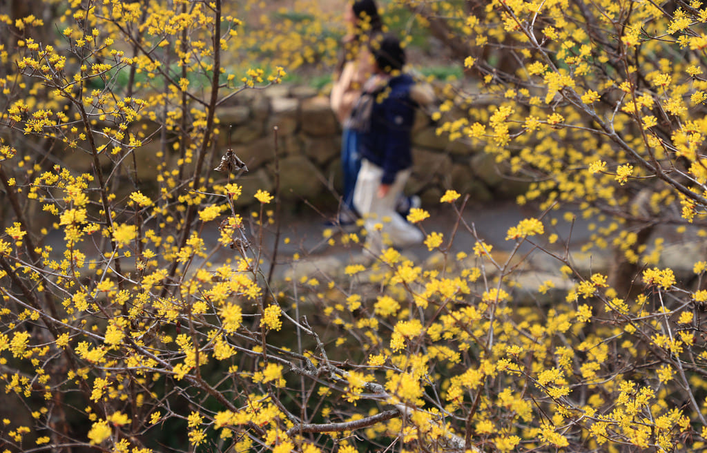 구례산수유축제 일정, 서울에서 당일치기 가능! 2025년