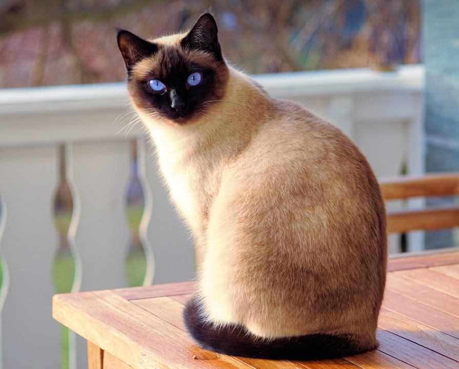 일상생활 배상책임보험