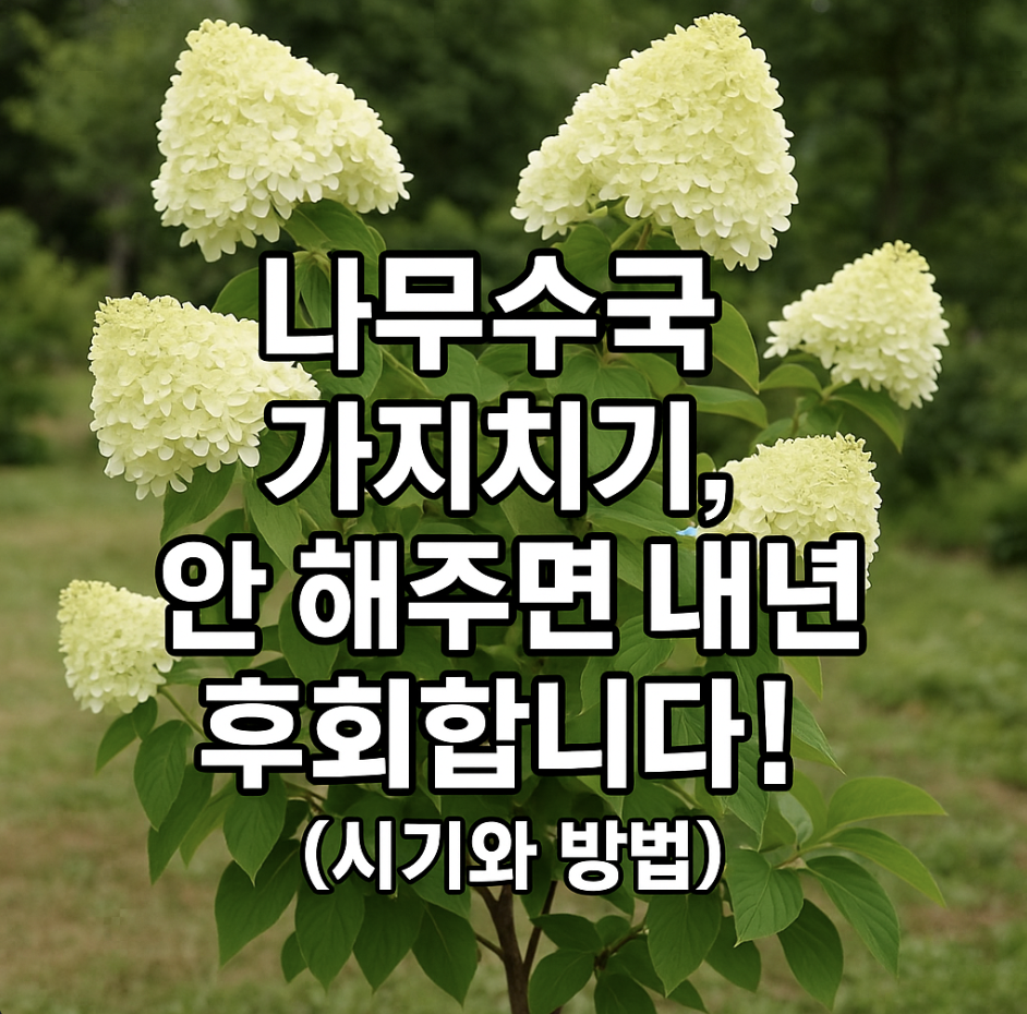 나무수국 가지치기, 안 해주면 내년에 후회합니다! (시기와 방법)