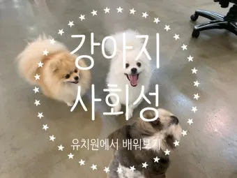 강아지가 다른 강아지 싫어하는 원인과 해결법_13