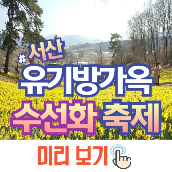 서산 유기방가옥 수선화 축제