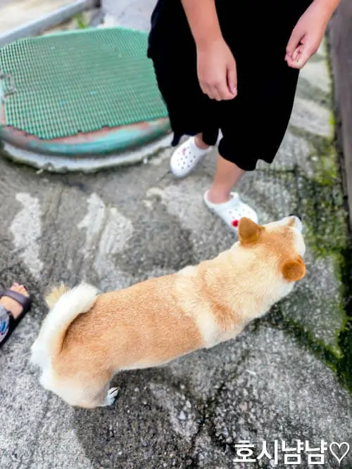 순둥이-송이와-펜션에서의-하루