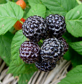 복분자 효능 부작용 고르는법 먹는법