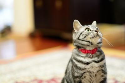 겉보기로 주인을 보는 고양이