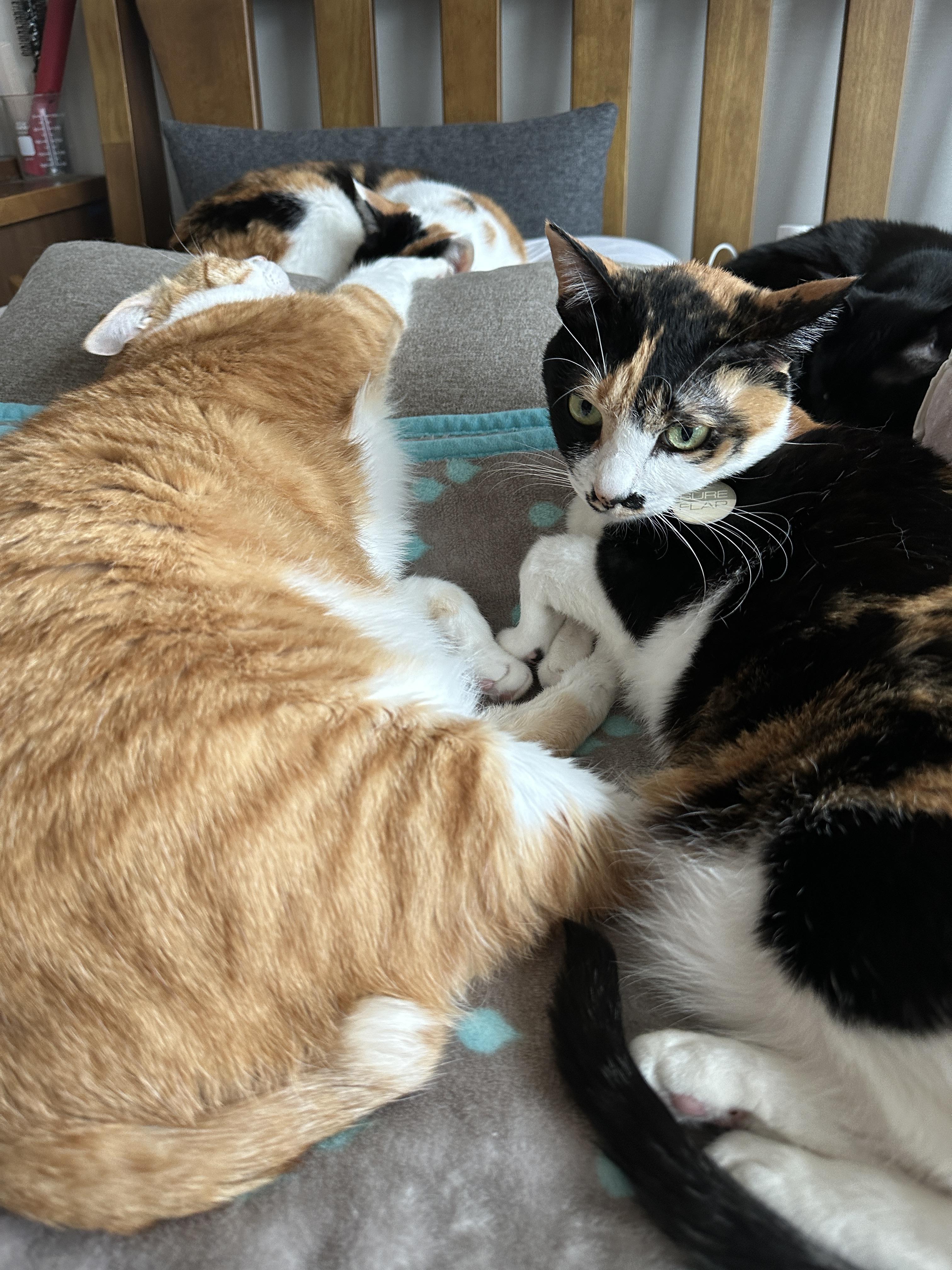 기지개_켜는_치즈냥이_호야와_엄마를_쳐다보는_삼색이고양이_다다