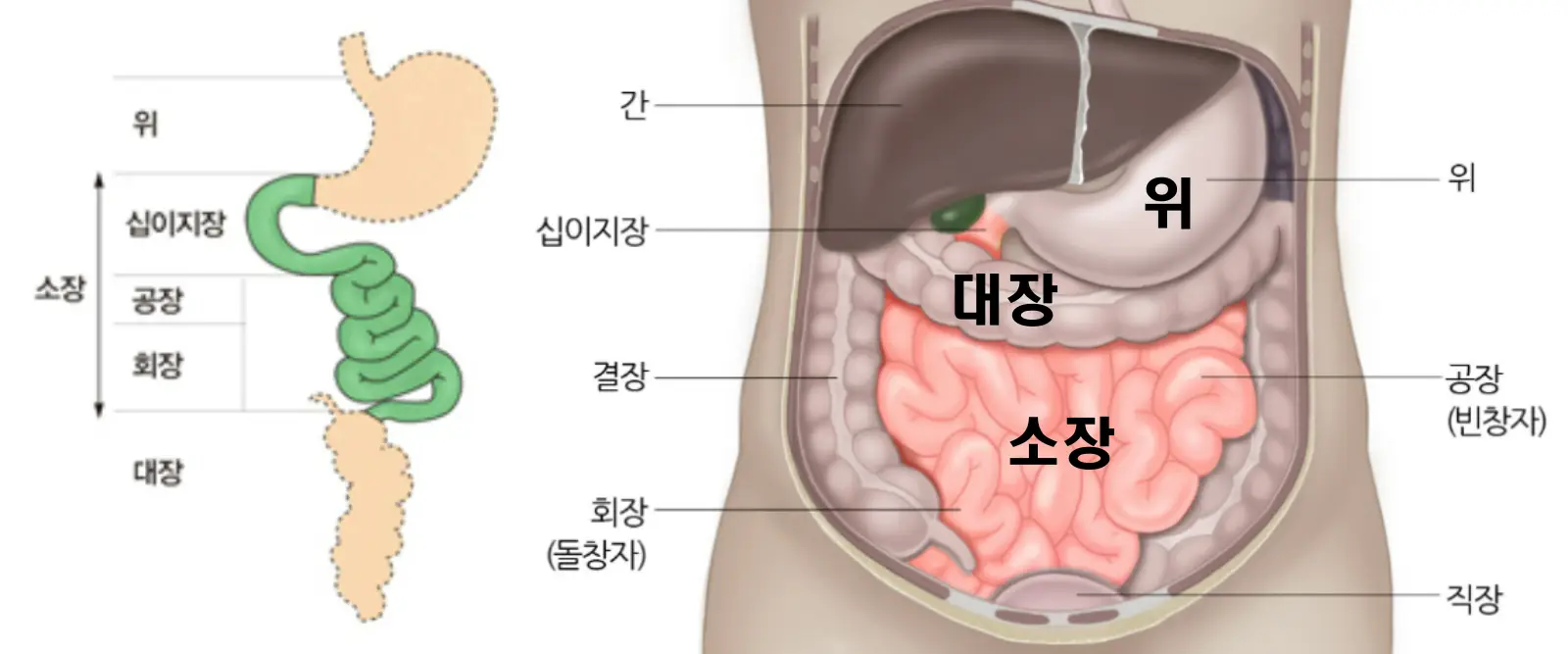 소화기관-위-소장-대장