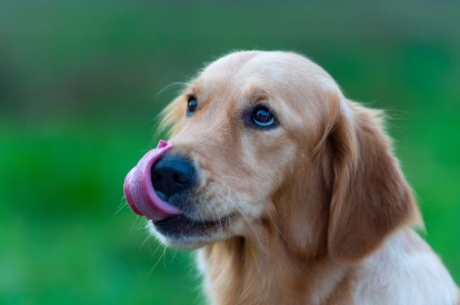 개 귀 트러블 질병 골든 리트리버.