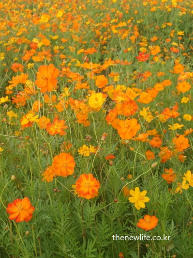 가을 햇살 아래 활짝 핀 노란빛 황화코스모스 군락