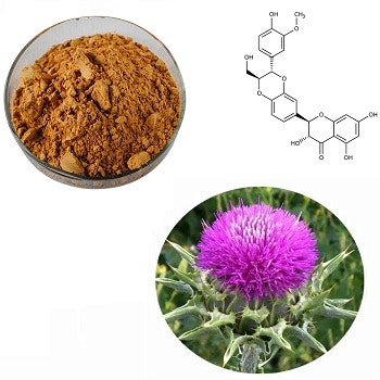 실리마린(Silymarin)의 발견 과정과 효과 입증의 여정