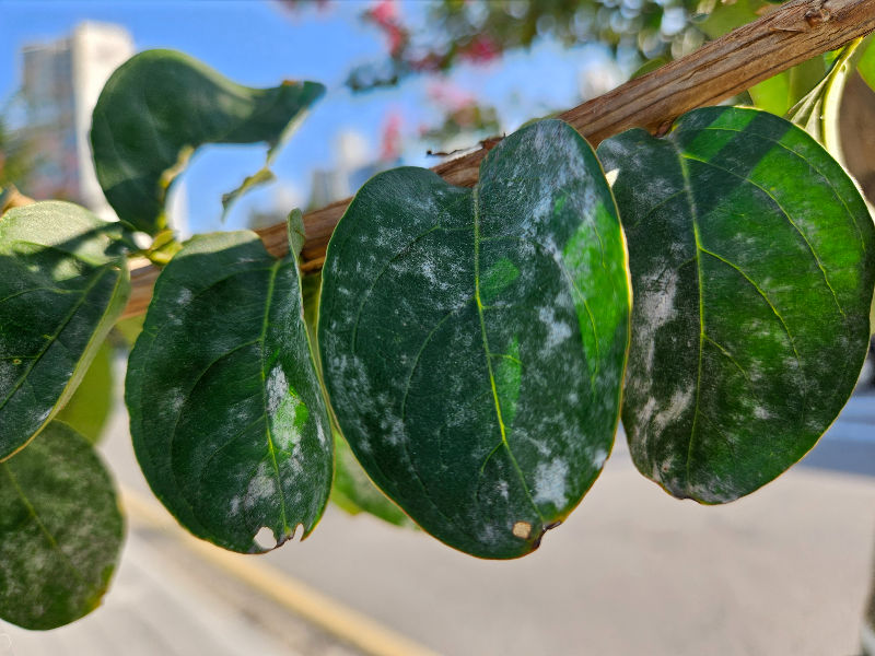 배롱나무흰가루병2