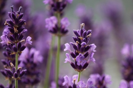 꿀잠 숙면에 도움이 되는 식물 - 라벤더 키우기 효능