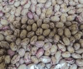 호랑이콩 순지르기