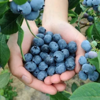 블루베리 효능 먹는법 하루 섭취량 쥬스_18