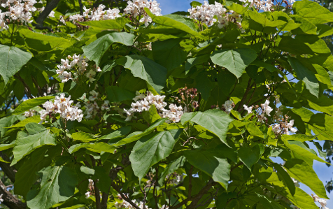 신경통-두통-개오동나무-사진
