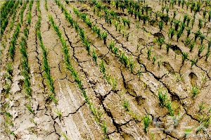손해평가사 난이도 분석: 합격률·합격자 수·시험 구조 총정리