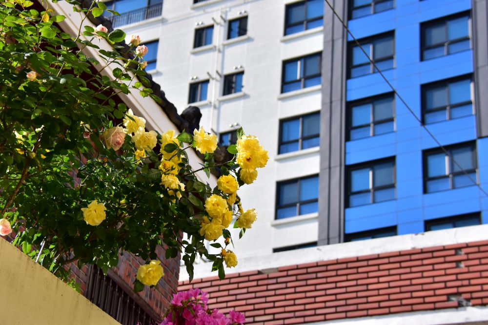 사상구 감전동 노란장미