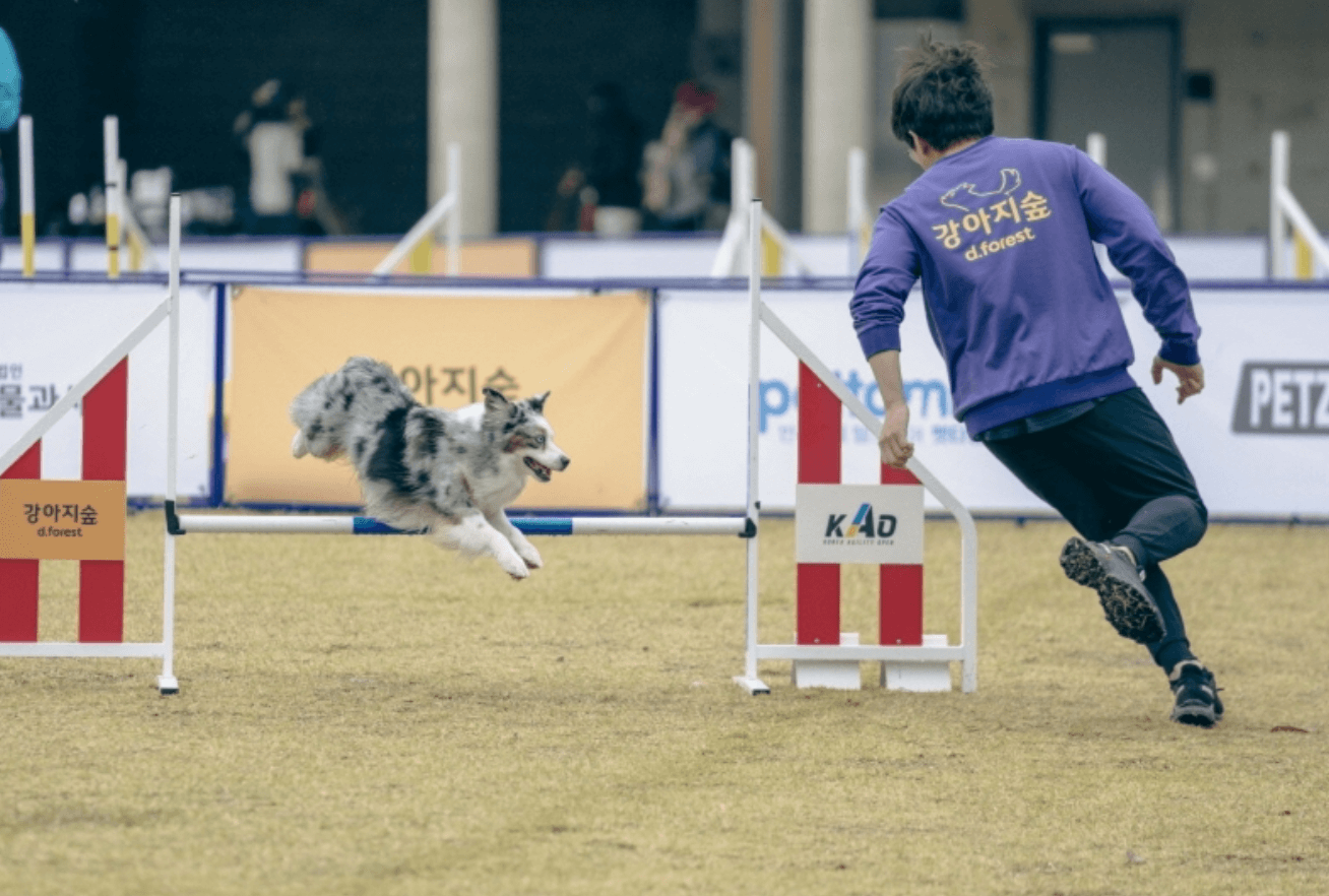 강원도 겨울 반려동물 애견 동반 여행지 추천