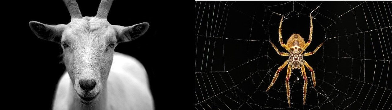 thumbnail-Just a GOAT meeting a SPIDER