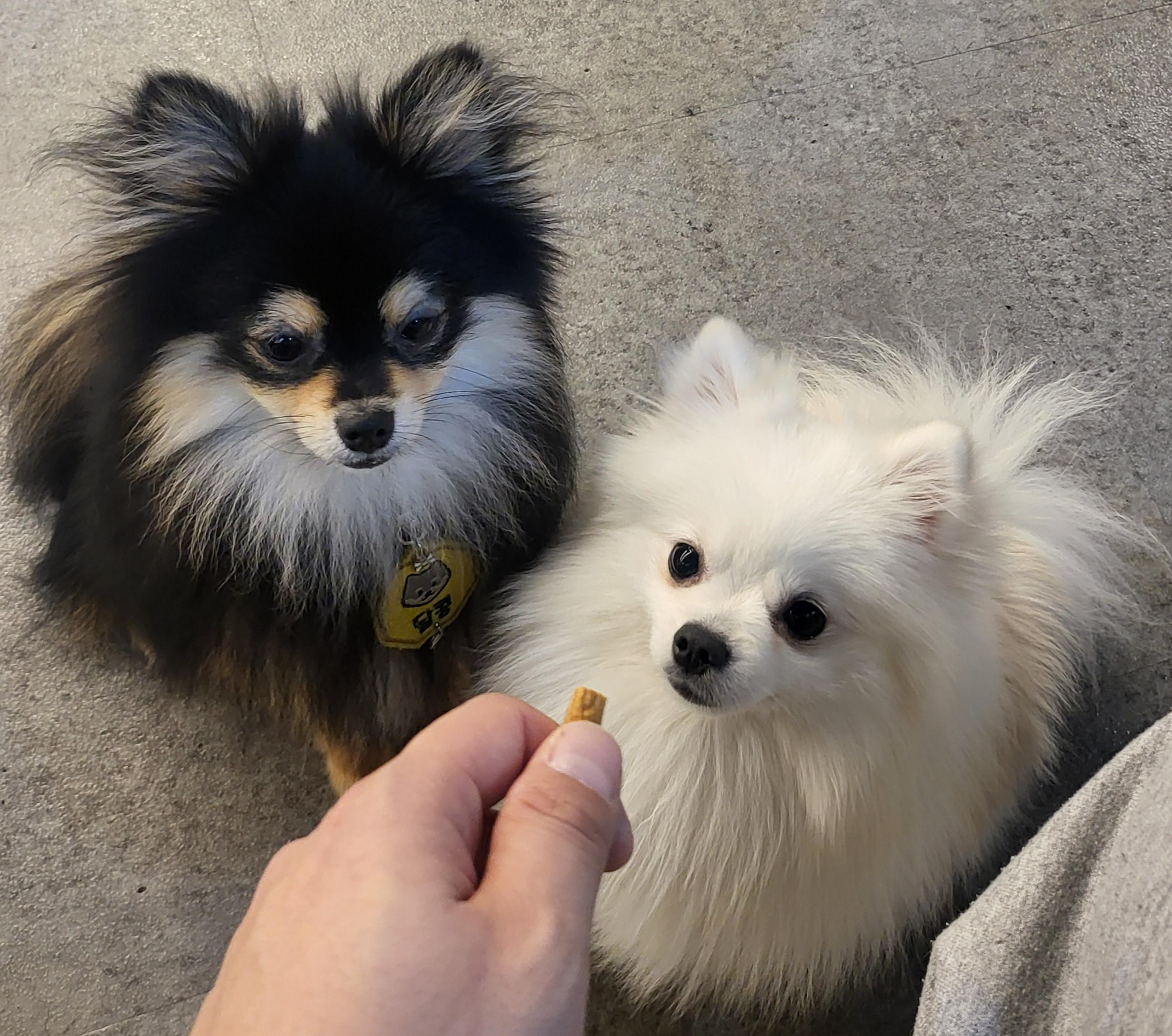 간식에 집중 하는 하콩&달콩