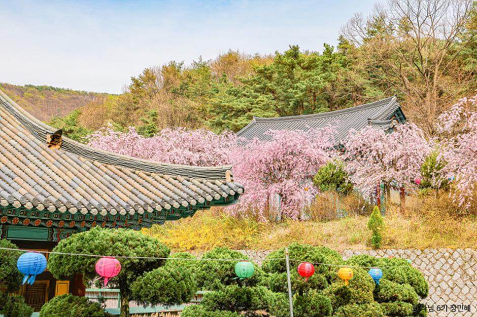 2024 벚꽃 개화시기