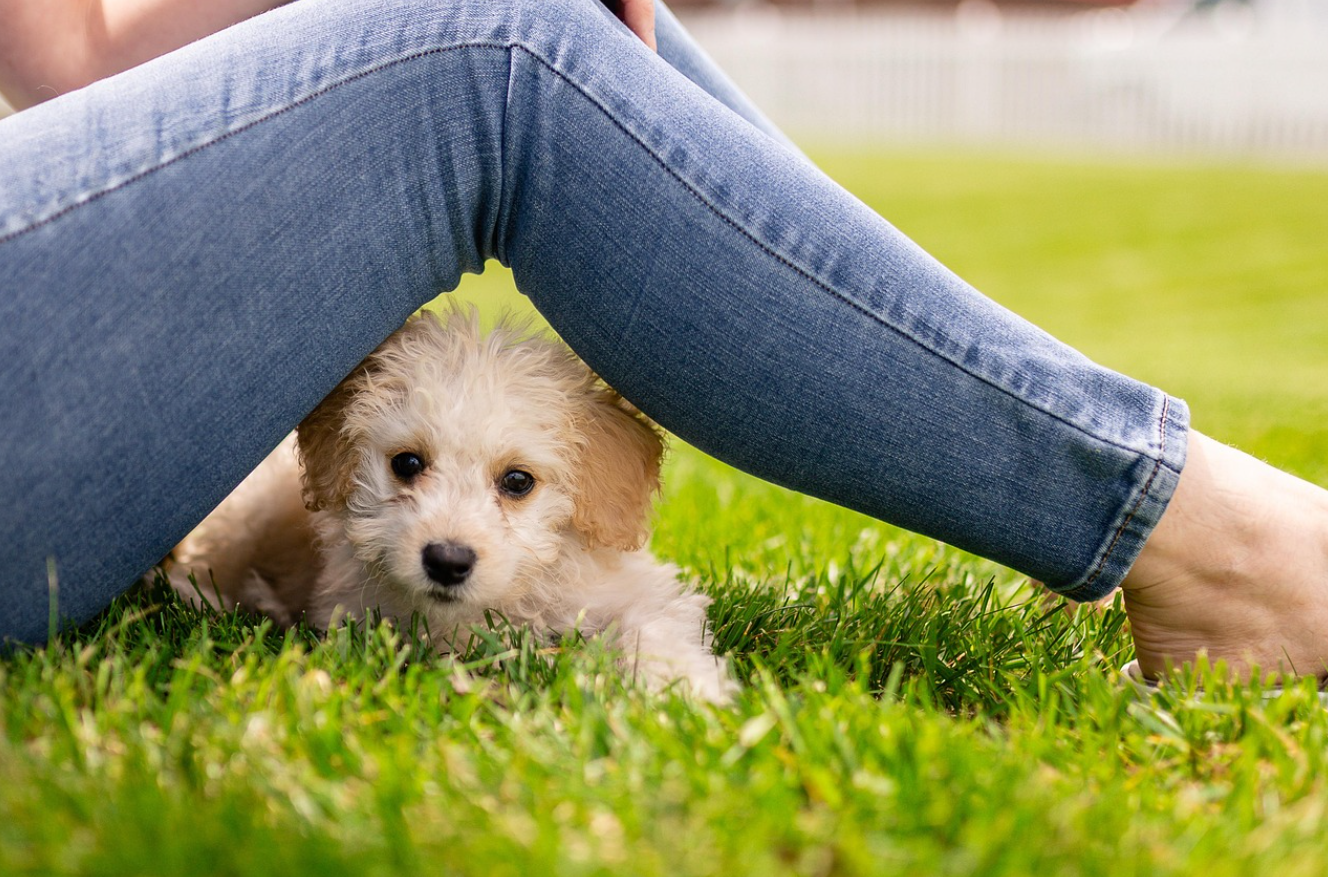 강아지가 천둥소리를 무서워하는 이유: 진동과 기압에 예민한 청각 심리