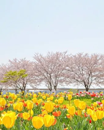 봄꽃 여행지 베스트10 벚꽃 유채 튤립 명소와 걷기 좋은 코스_22