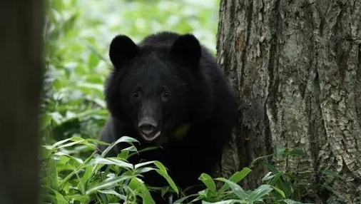 곰, 자판기와는 관계없는 사진입니다