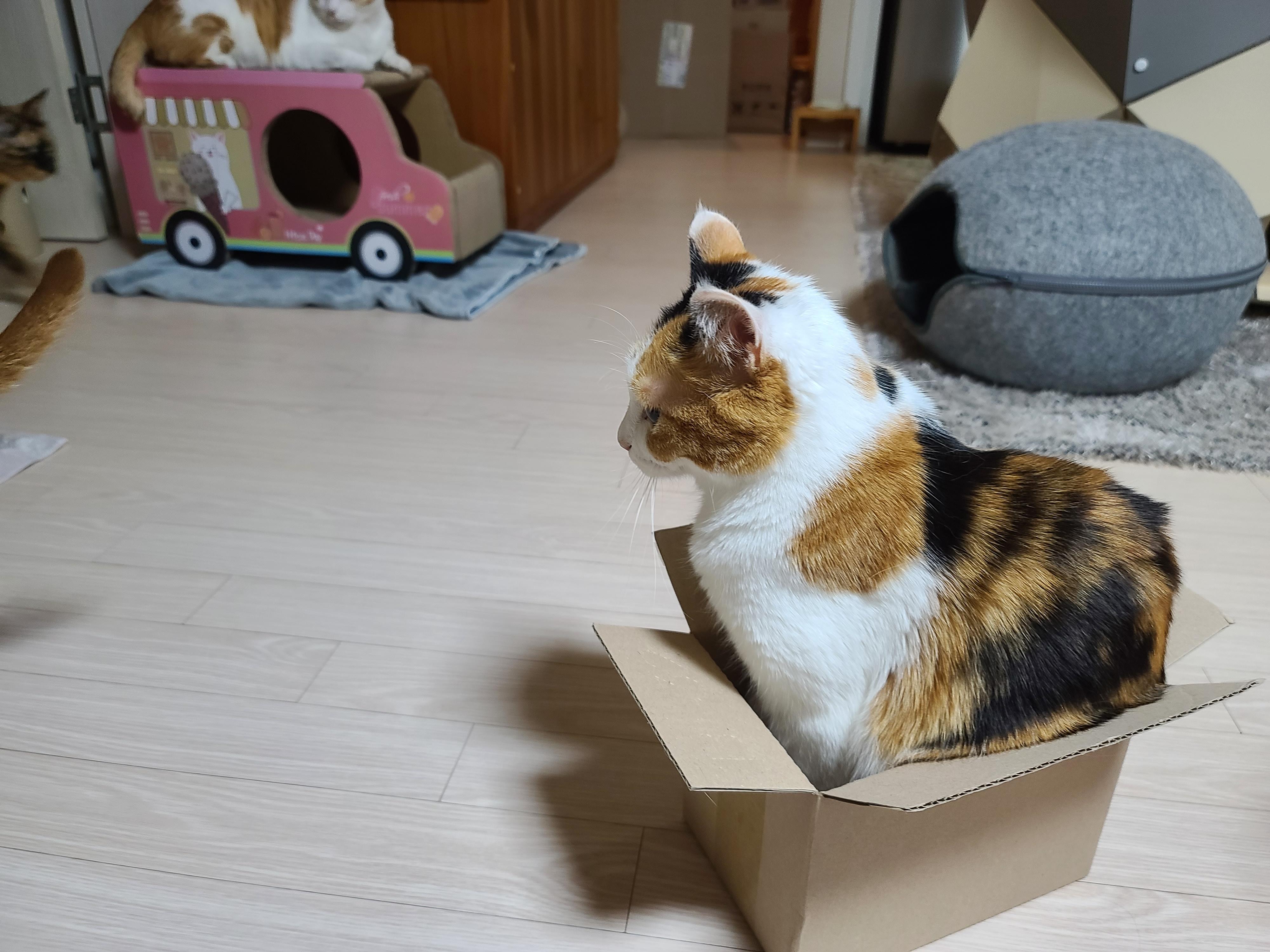 보지 않고는 믿을수 없는 고양이의 유연함. 유독 작은상자를 좋아하는 요미.