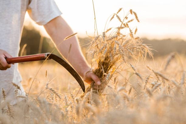 전통 농기구의 발달과 농사 문화