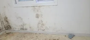 장마철 곰팡이 제거방법 꿀팁 정리 완벽 가이드_12