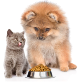 반려견 식사 다이어트