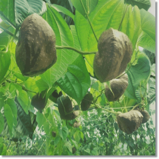 하늘마 효능 및 특성 먹는 법과 주의점