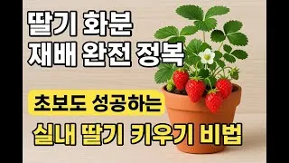 딸기 키우기 물주기 수경재배 비료관리 햇빛배치 실내 재배 팁_6