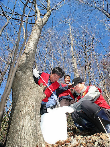 고로쇠물 효능 자연이 선물한 건강 음료